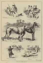 Coursing, der Gosforth Gold Cup